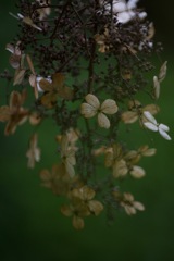 NATURAL