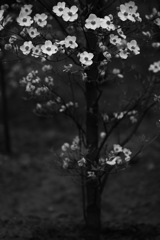 白い花束