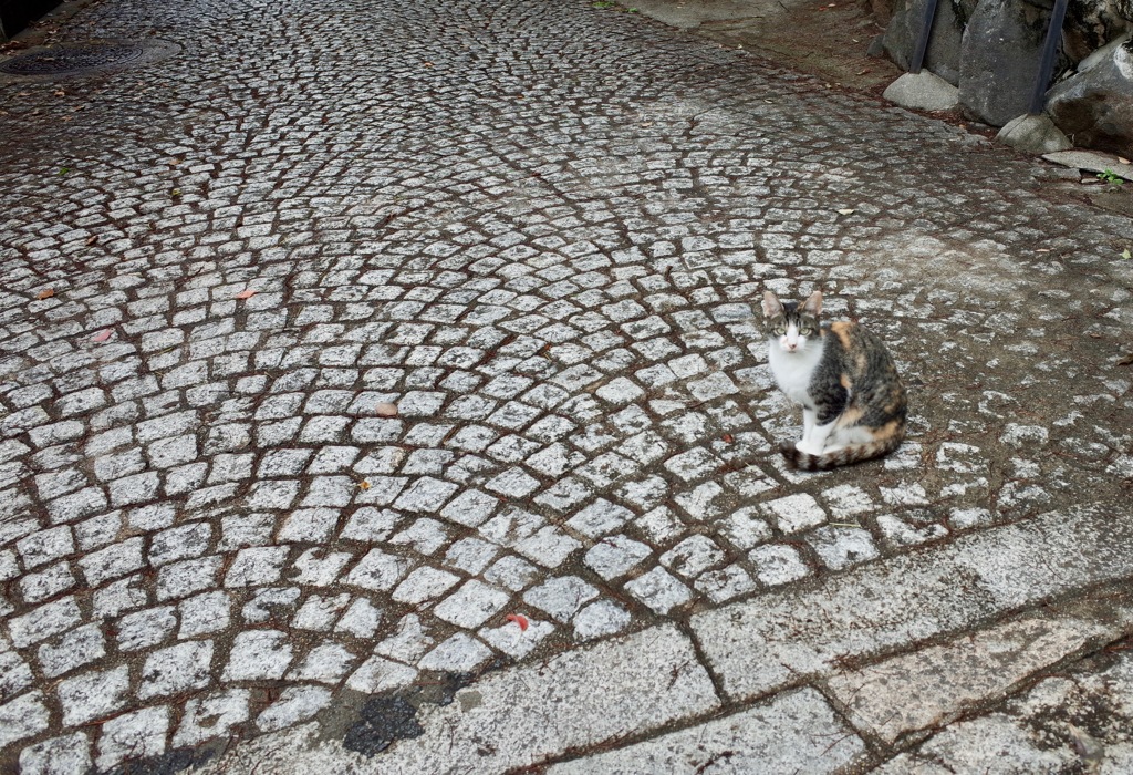 石畳と猫