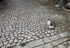 石畳と猫