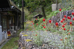 小道の彩り