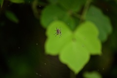 昆虫の世界・Ⅱ