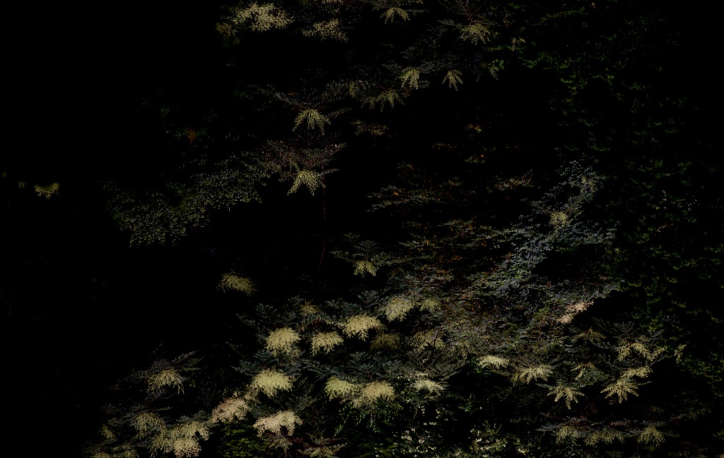 山に咲く・・線香花火