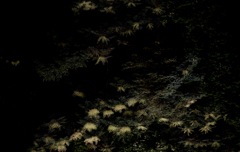 山に咲く・・線香花火