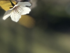 傘電灯のように・・