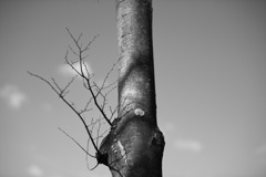 芯