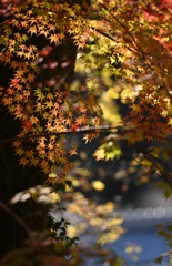 枝垂れ紅葉