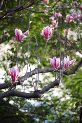 選ばれし花たち