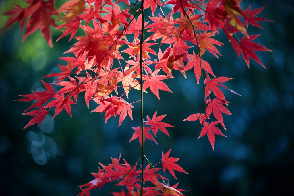色映える・・紅葉