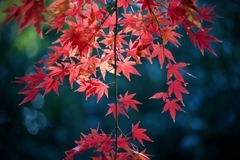 色映える・・紅葉