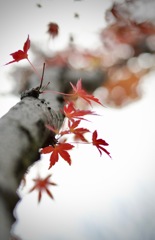 細部に宿る生命力