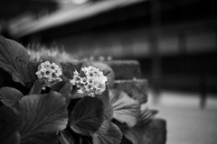 道端の花
