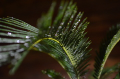 雨上がり　煌めく水玉