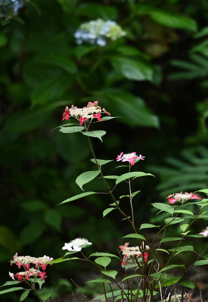 山紫陽花