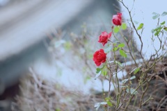 赤い薔薇