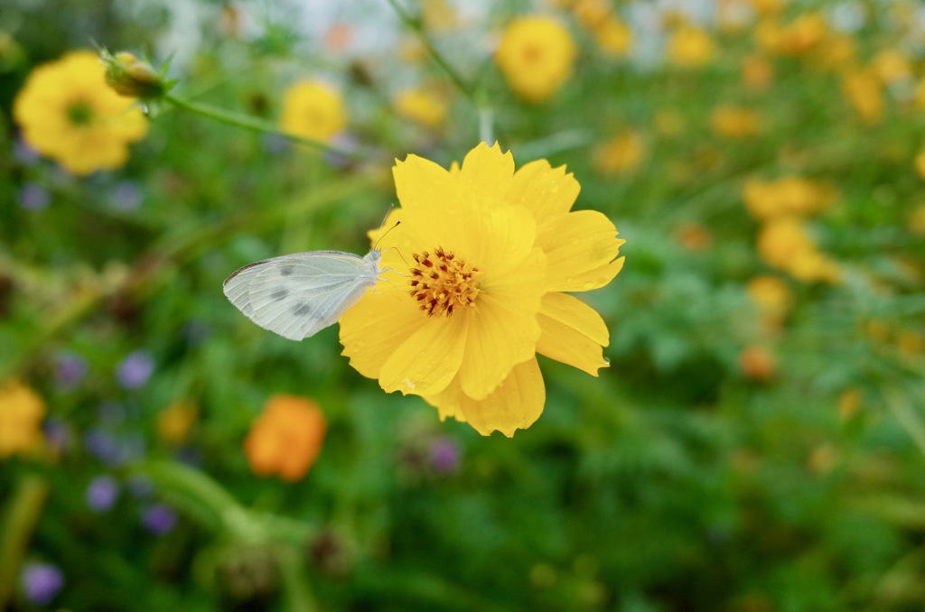 花と蝶