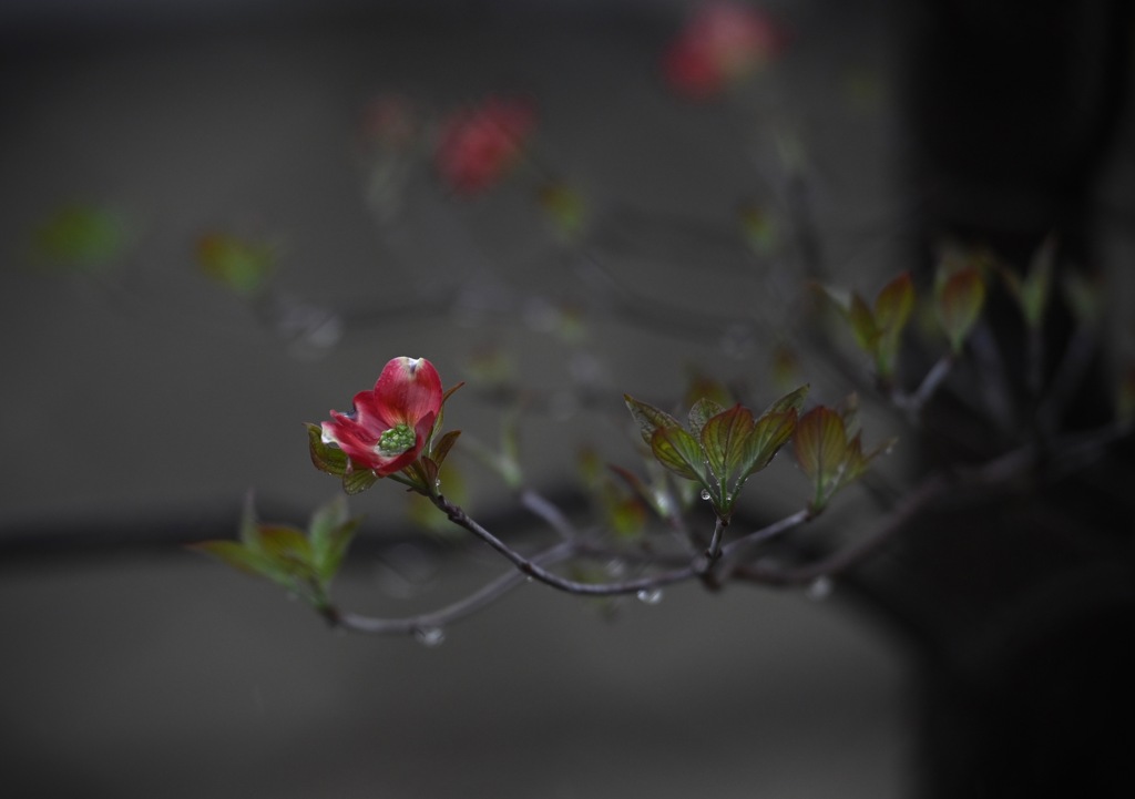 しっとり花水木