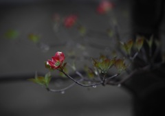 しっとり花水木