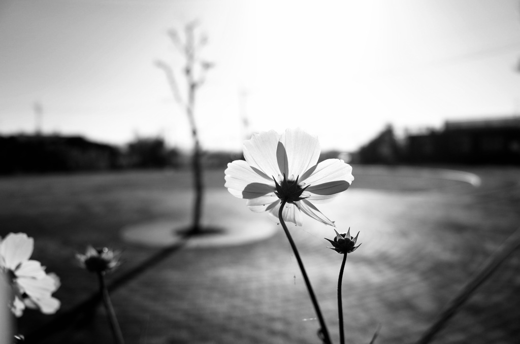 花びらの花