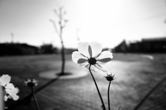 花びらの花