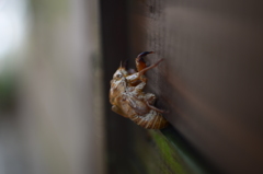 夏のあしあと