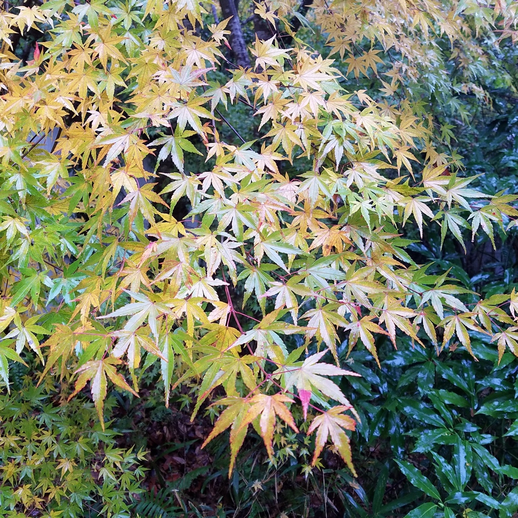 黄葉