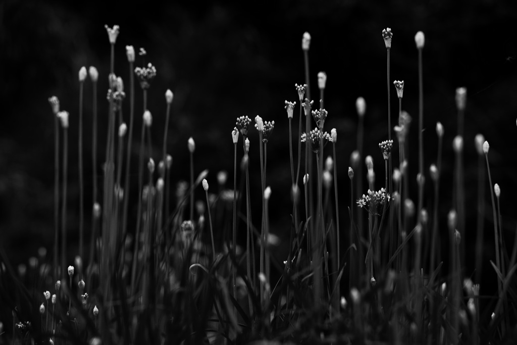 待ち針の森