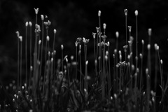待ち針の森