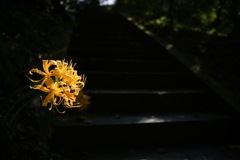 瑠璃の光