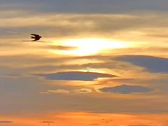 夕焼け空とツバメ