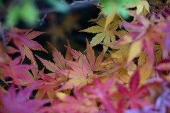 彩り