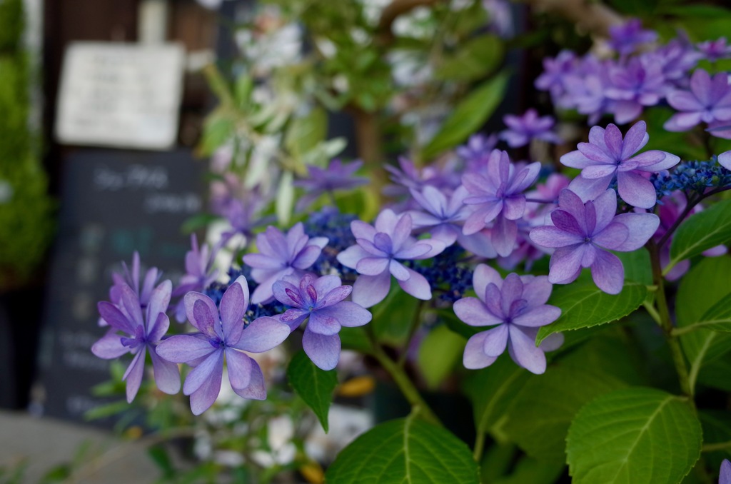 紫陽花