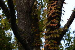ツタの紅葉