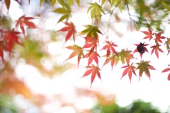 い・ろ・は　紅葉