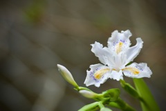 綺麗な花・・