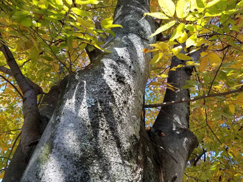 紅葉しのぐ_Shadow