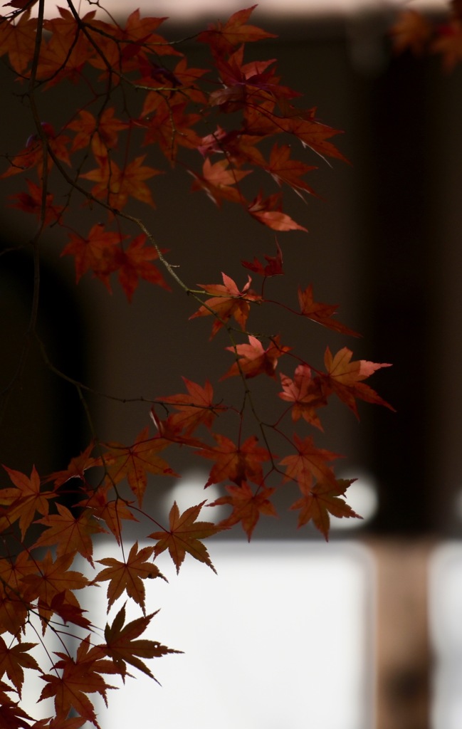 燈紅葉