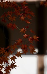 燈紅葉