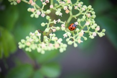 昆虫の世界・Ⅳ