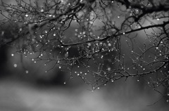雨粒の群れ