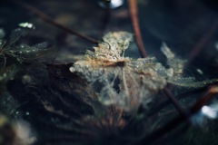 水中葉