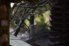 おみくじ・・