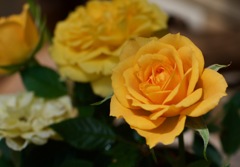 黄色い薔薇