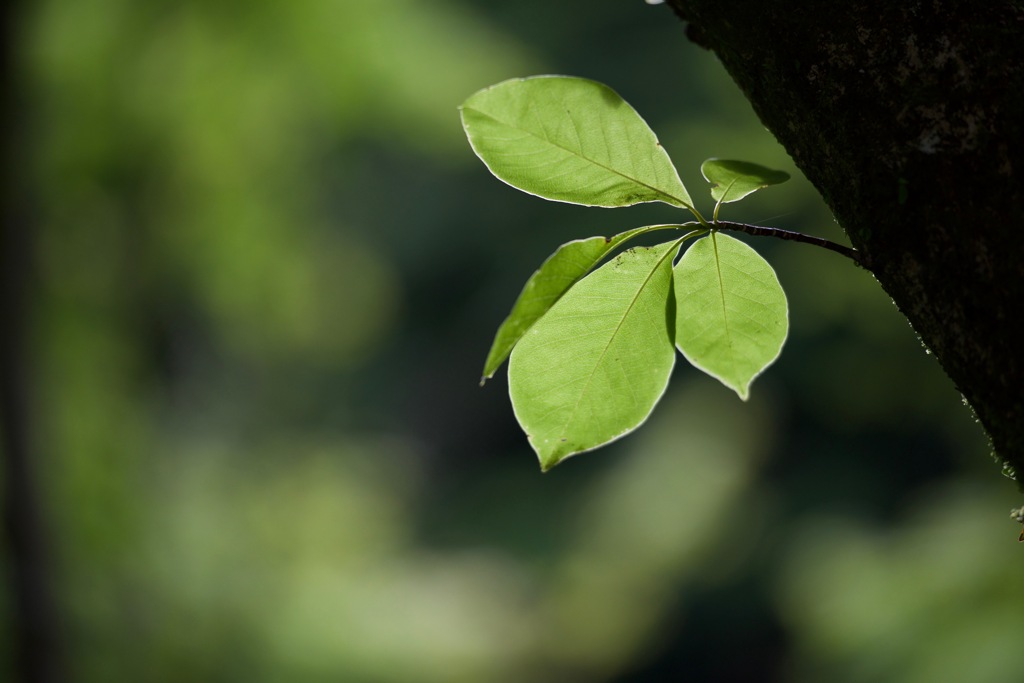 Green１