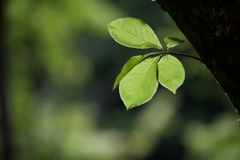 Green１
