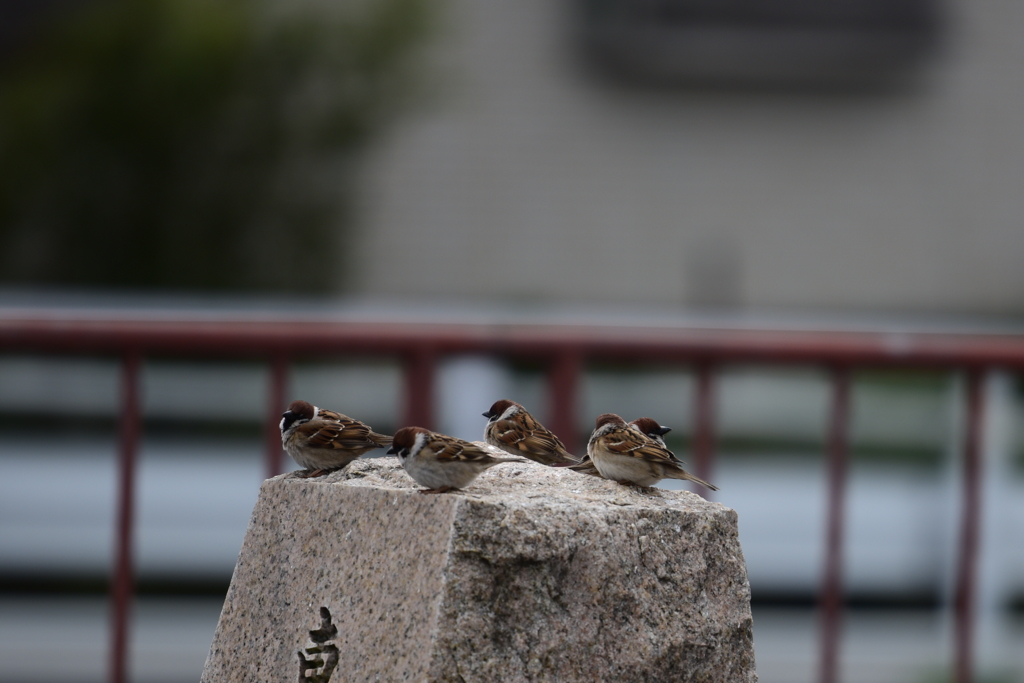 寒いね・・そだネー