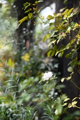 一輪の花