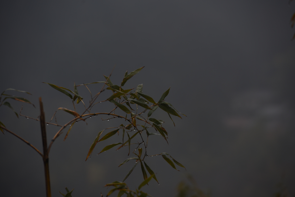 WABI