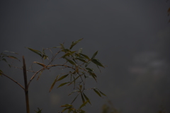 WABI