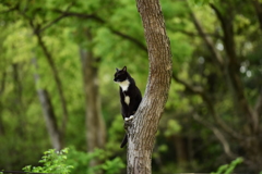 木登り上手な・・白足袋ねこ
